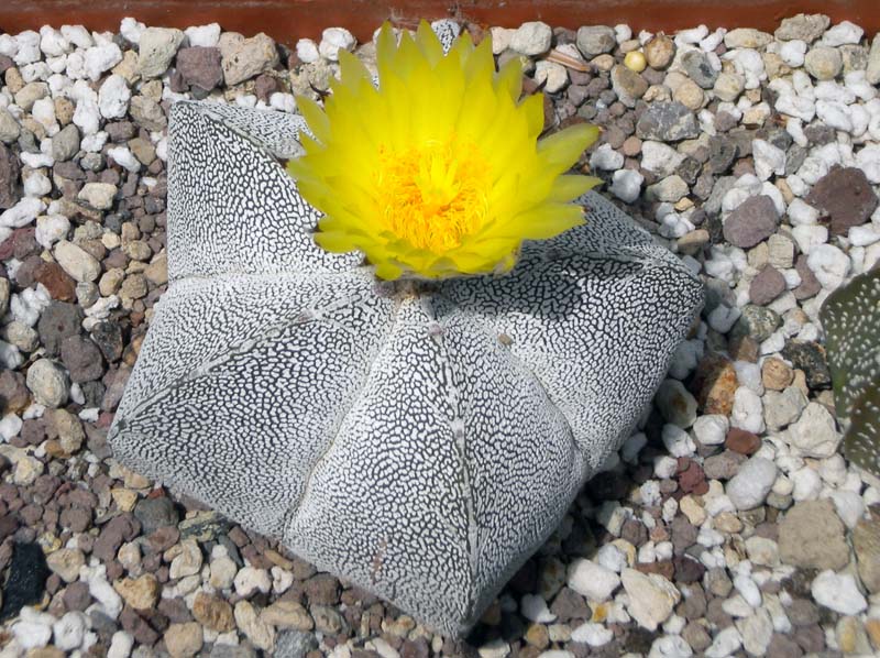 Astrophytum myriostigma cv. Onzuka 