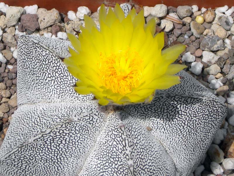 Astrophytum myriostigma cv. onzuka 