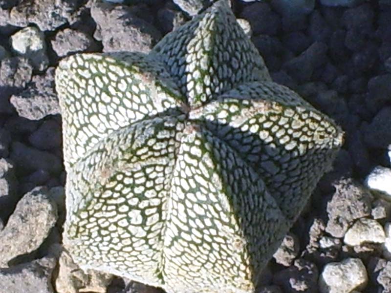 Astrophytum myriostigma cv. Onzuka V type 