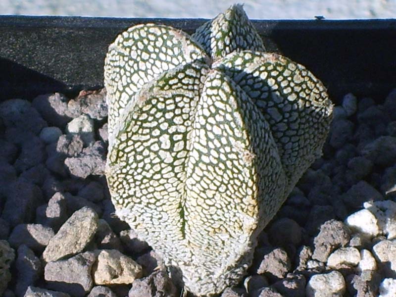 Astrophytum myriostigma cv. onzuka v type 