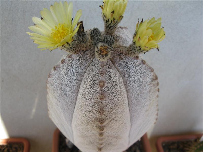Astrophytum myriostigma cv. onzuka 