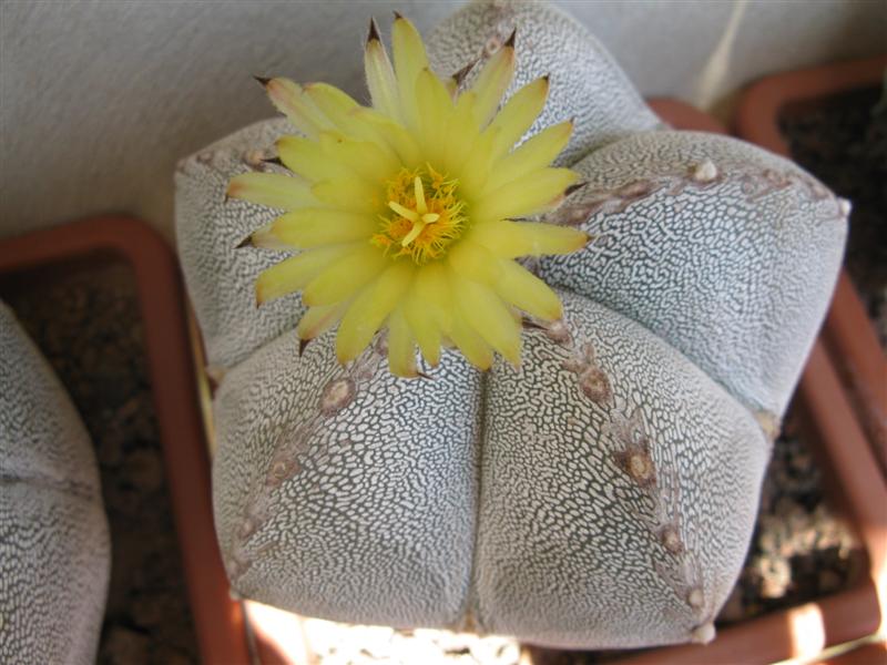 Astrophytum myriostigma cv. onzuka 