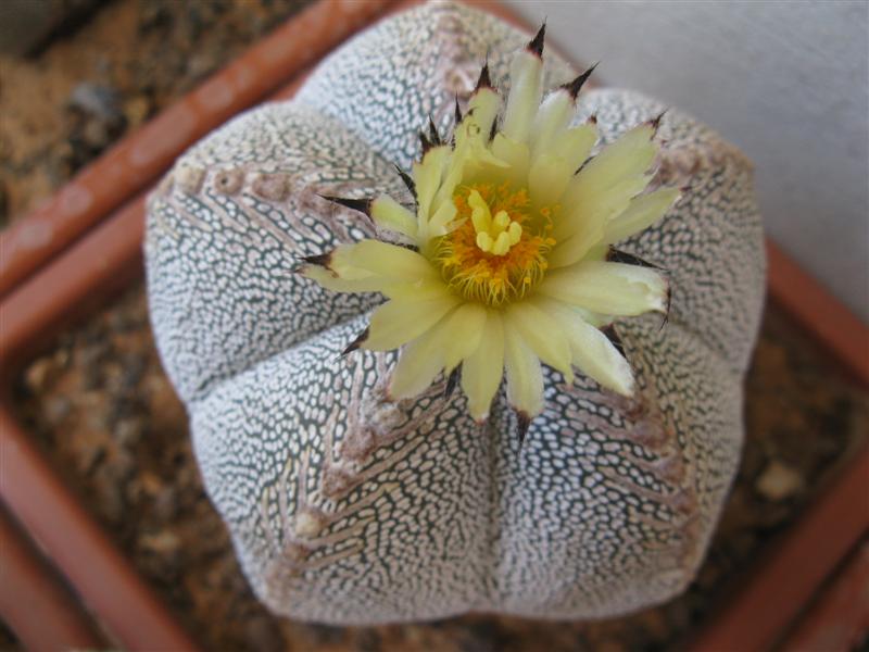 Astrophytum myriostigma cv. onzuka v type 