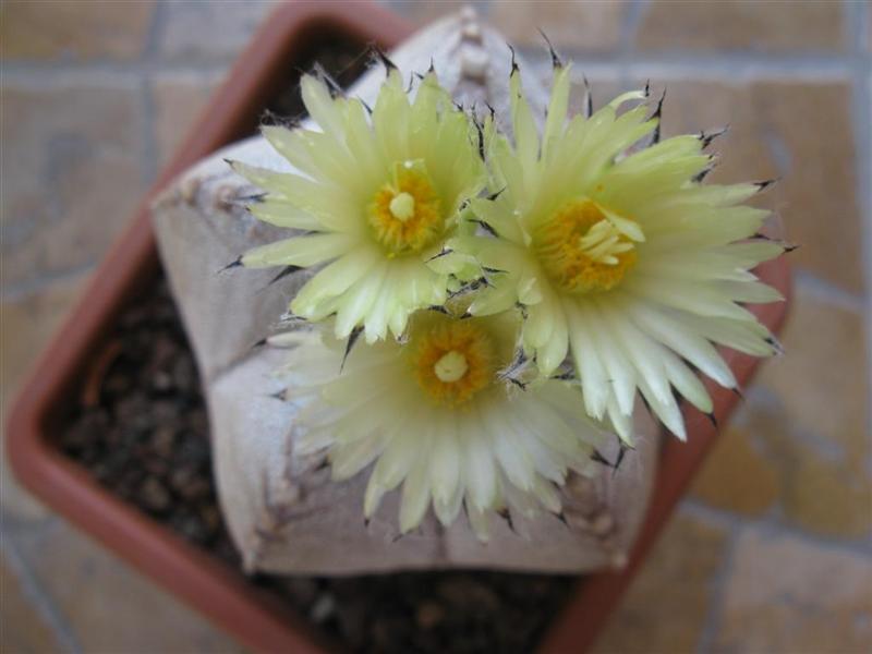 Astrophytum myriostigma cv. onzuka v type 