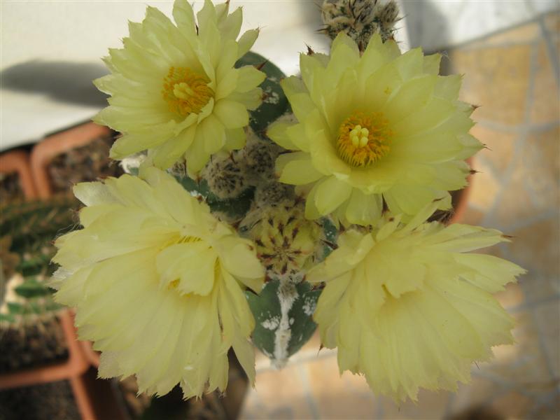 astrophytum myriostigma cv. hakuun haku-jo