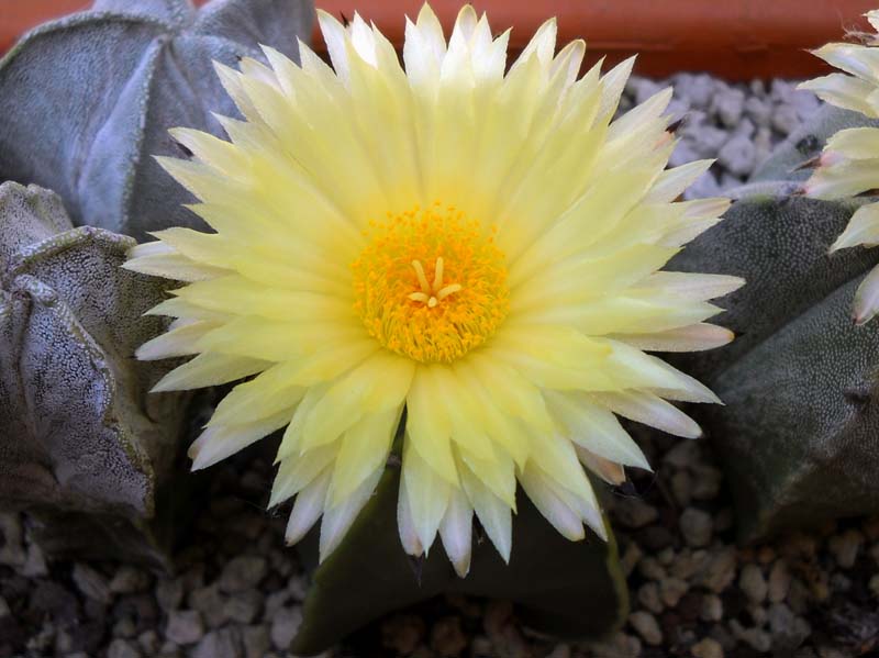 Astrophytum myriostigma f. nudum 