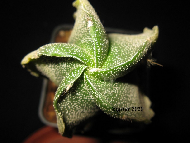 Astrophytum myriostigma f. spiralis 