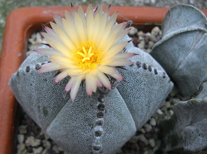 Astrophytum myriostigma f. quadricostatum 