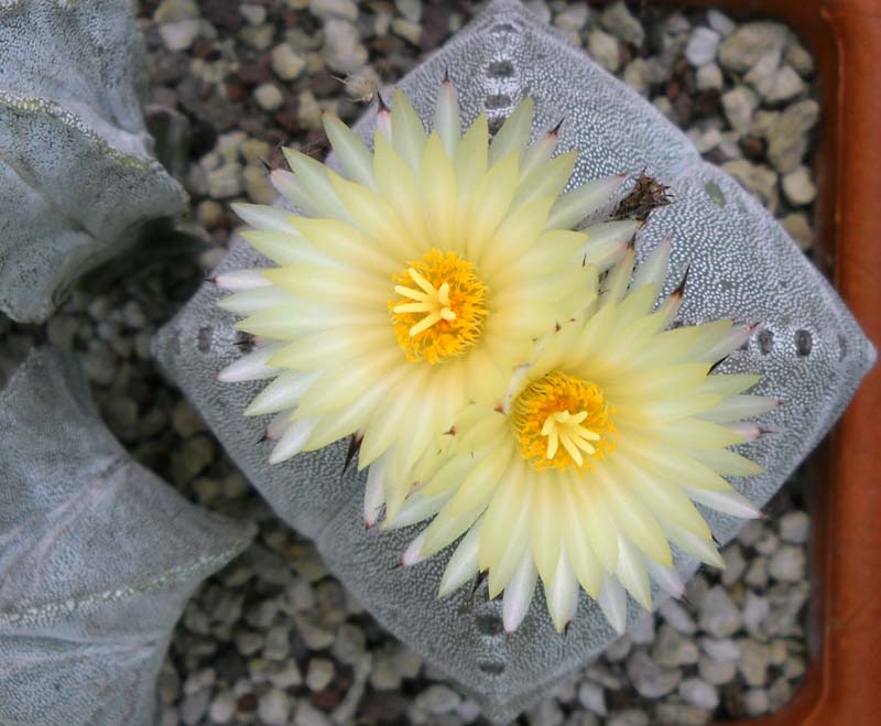 Astrophytum myriostigma f. quadricostatum 