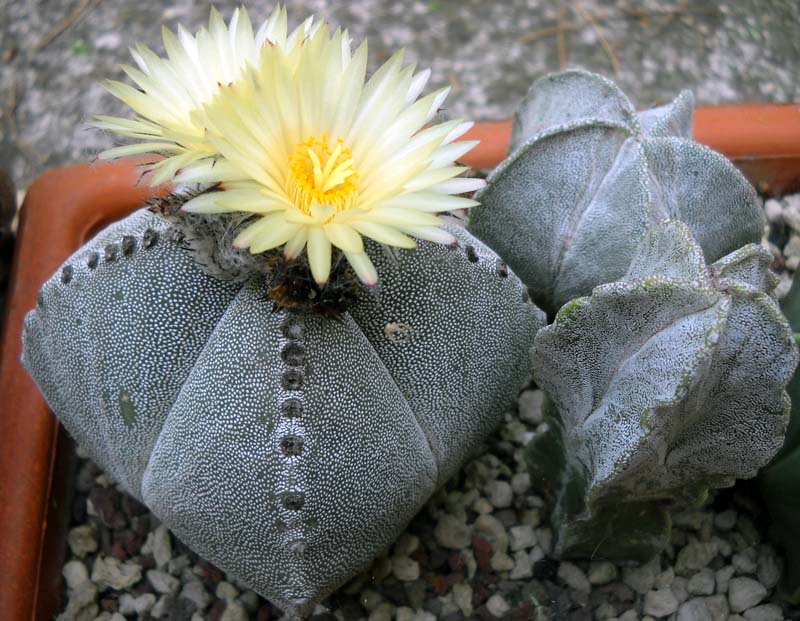 Astrophytum myriostigma f. quadricostatum 