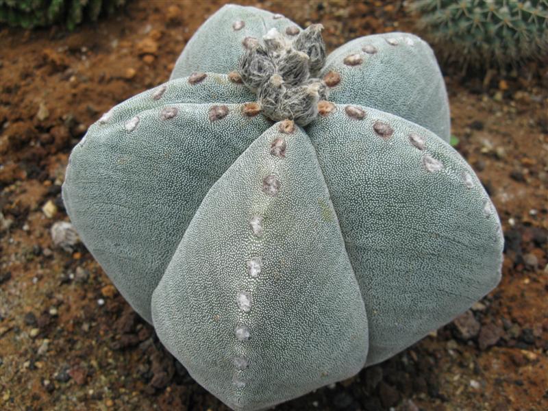 Astrophytum myriostigma 