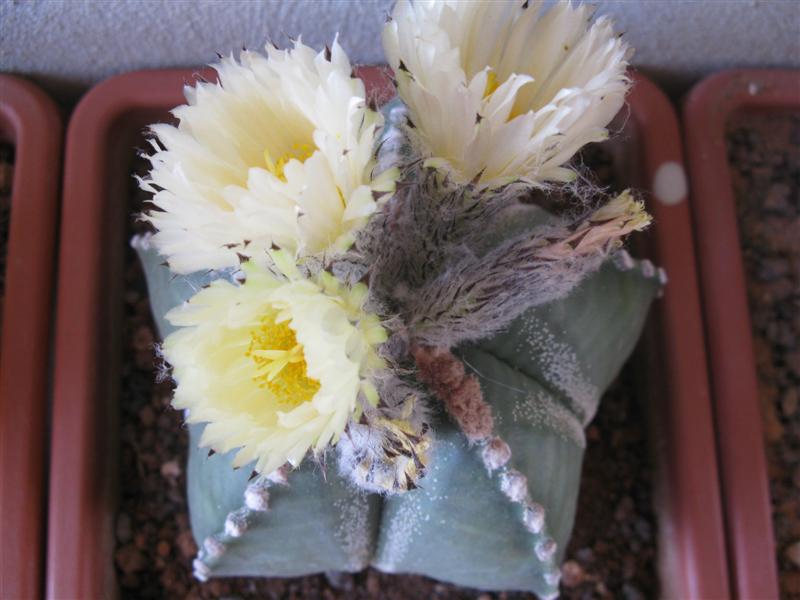 Astrophytum myriostigma cv. hakuun 