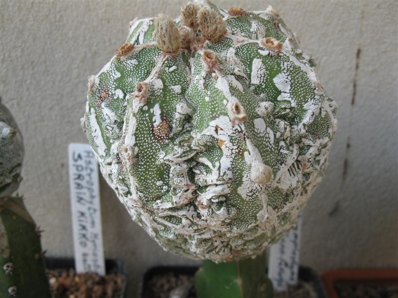 astrophytum myriostigma cv. hannya hakunn fukuryu