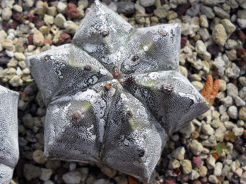 astrophytum sp.