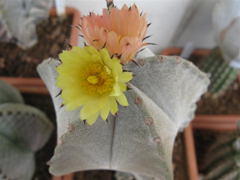 Astrophytum myriostigma cv. onzuka 