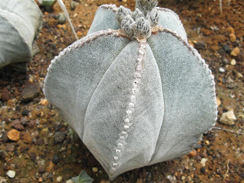 Astrophytum myriostigma 