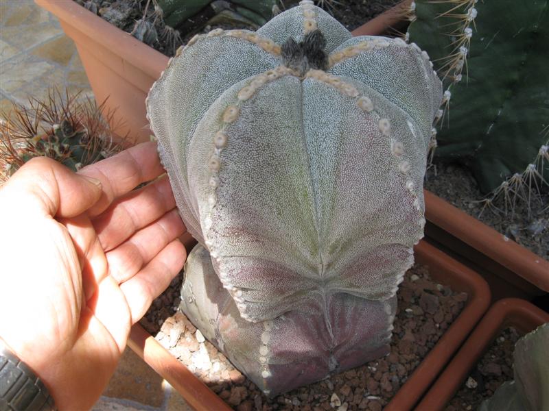 Astrophytum myriostigma 