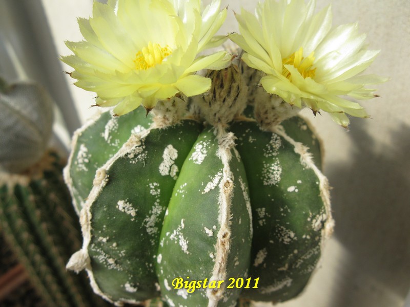 Astrophytum myriostigma cv. hakuun 