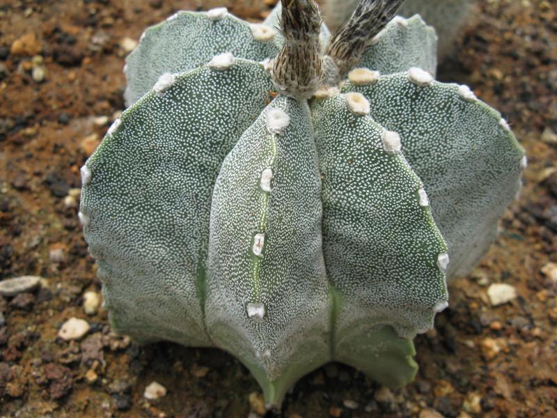 Astrophytum myriostigma f. multicostatum 