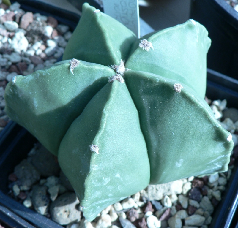 Astrophytum myriostigma v. nudum 