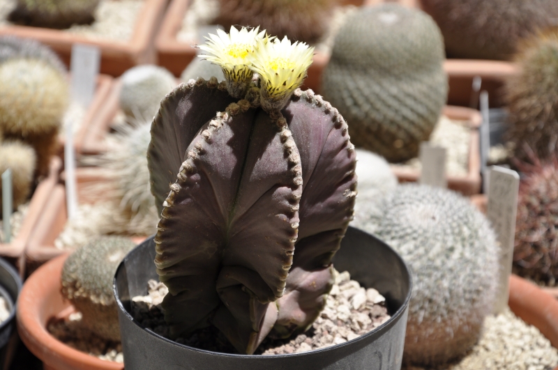 Astrophytum myriostigma f. nudum 