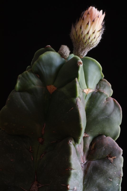 Astrophytum myriostigma v. nudum 