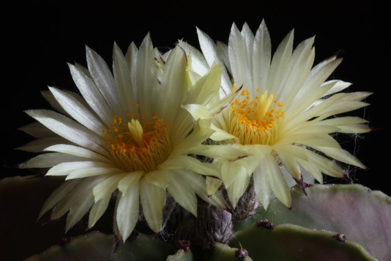 Astrophytum myriostigma v. nudum 