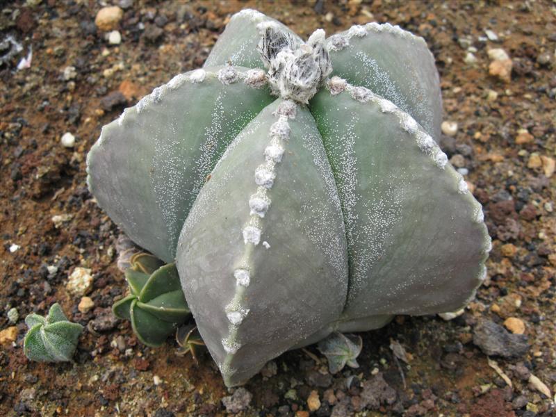 Astrophytum myriostigma v. nudum cv. hakuun 