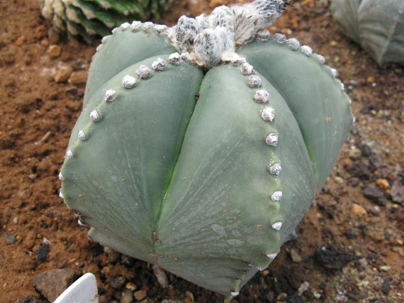 Astrophytum myriostigma v. nudum 