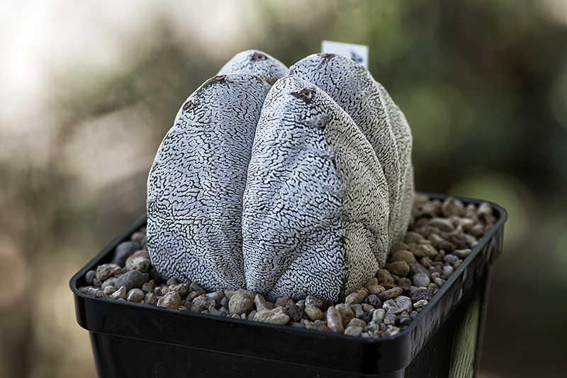 Astrophytum myriostigma cv. onzuka 