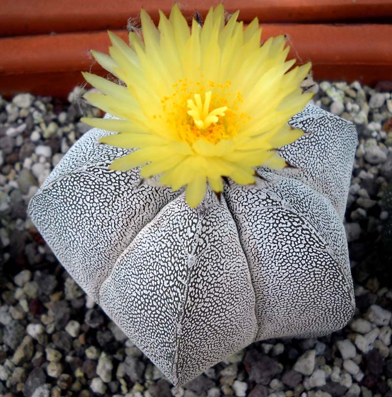 Astrophytum myriostigma cv. onzuka 