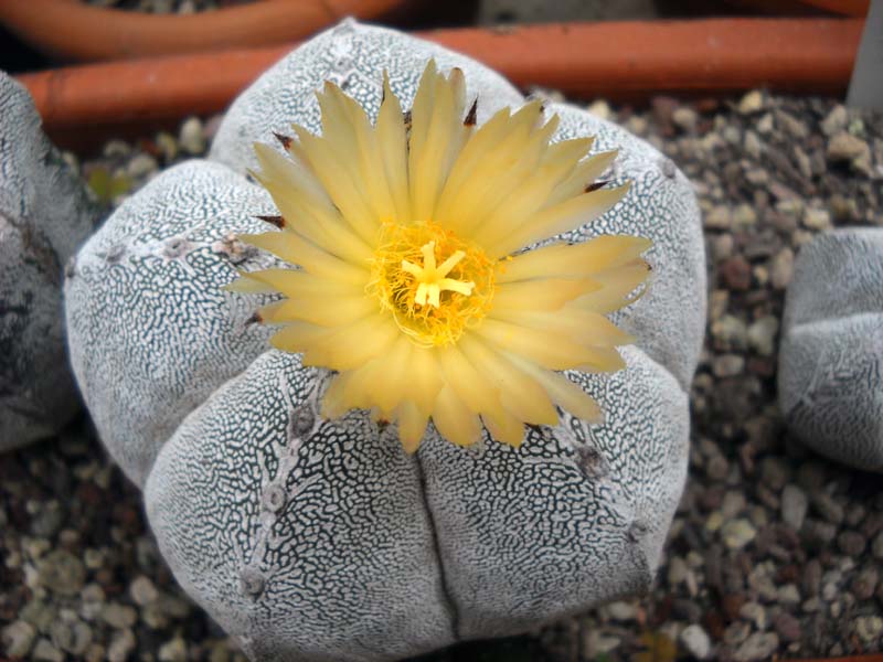 Astrophytum myriostigma cv. onzuka 