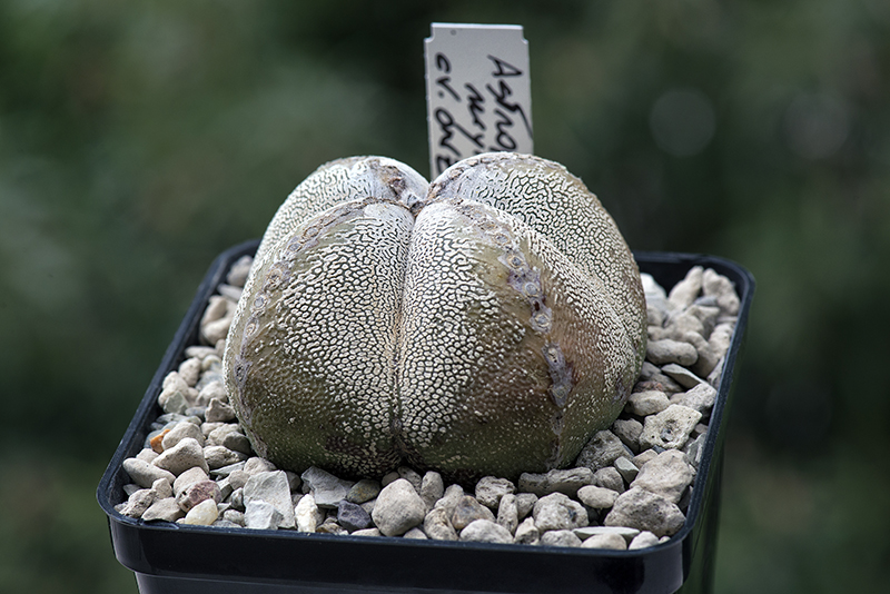 Astrophytum myriostigma cv. onzuka 