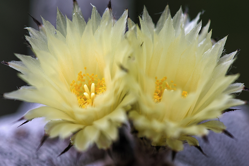 Astrophytum myriostigma cv. onzuka 