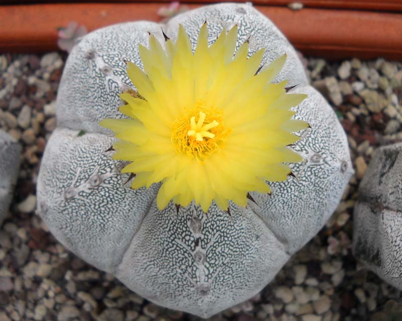 Astrophytum myriostigma cv. onzuka 