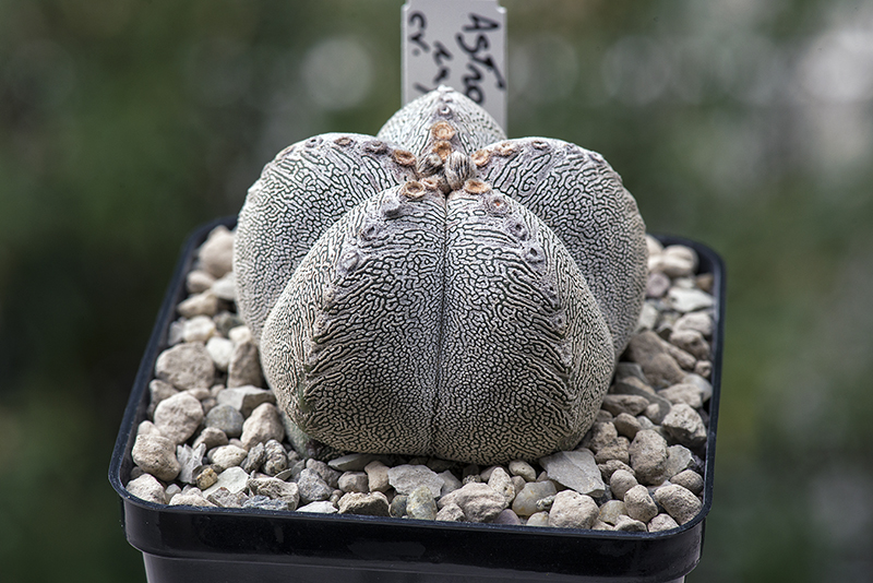 Astrophytum myriostigma cv. onzuka 