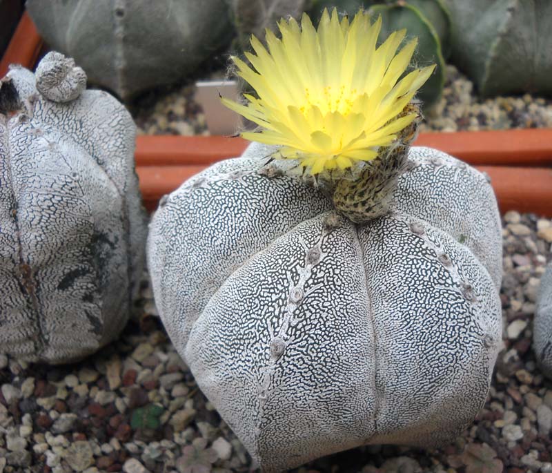 Astrophytum myriostigma cv. onzuka 