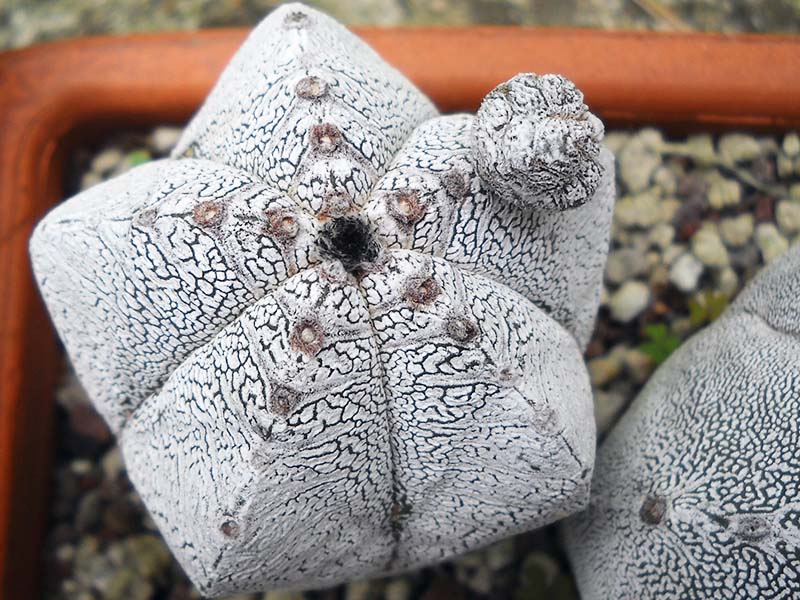 Astrophytum myriostigma cv. onzuka 