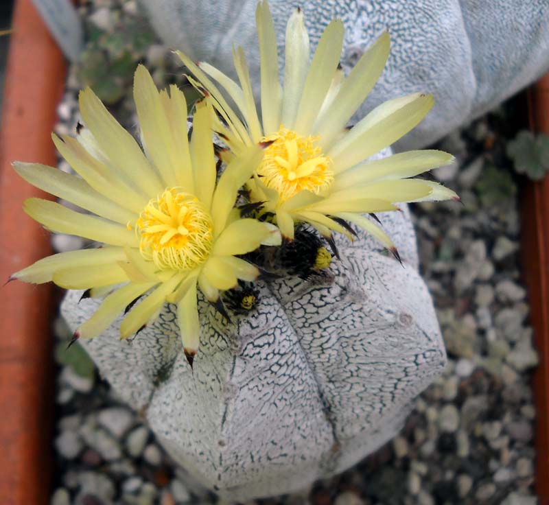 Astrophytum myriostigma cv. onzuka 