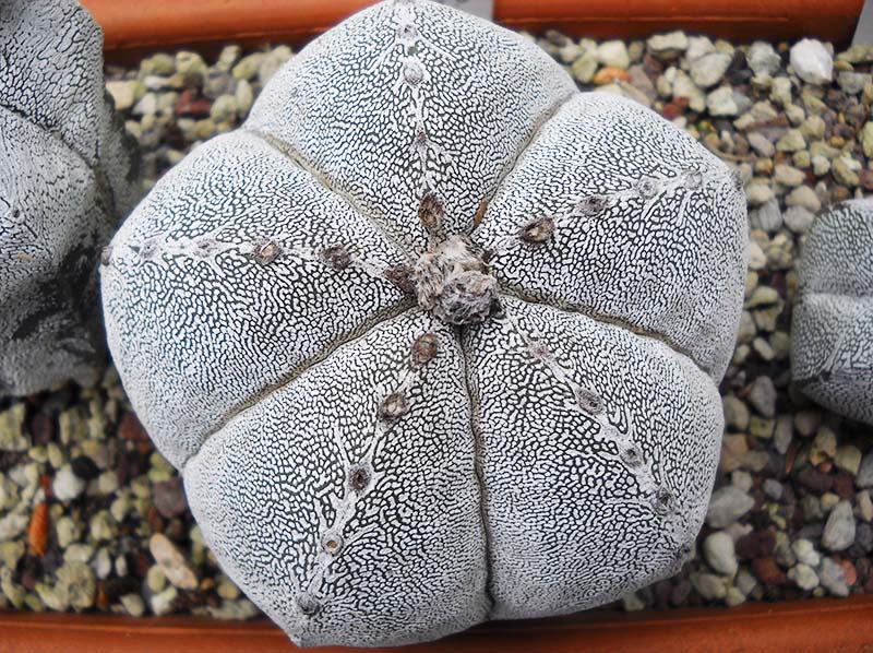 Astrophytum myriostigma cv. onzuka 