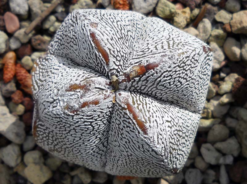 Astrophytum myriostigma f. quadricostatum cv. onzuka 