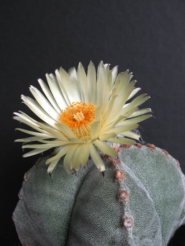 Astrophytum myriostigma f. quadricostatum 