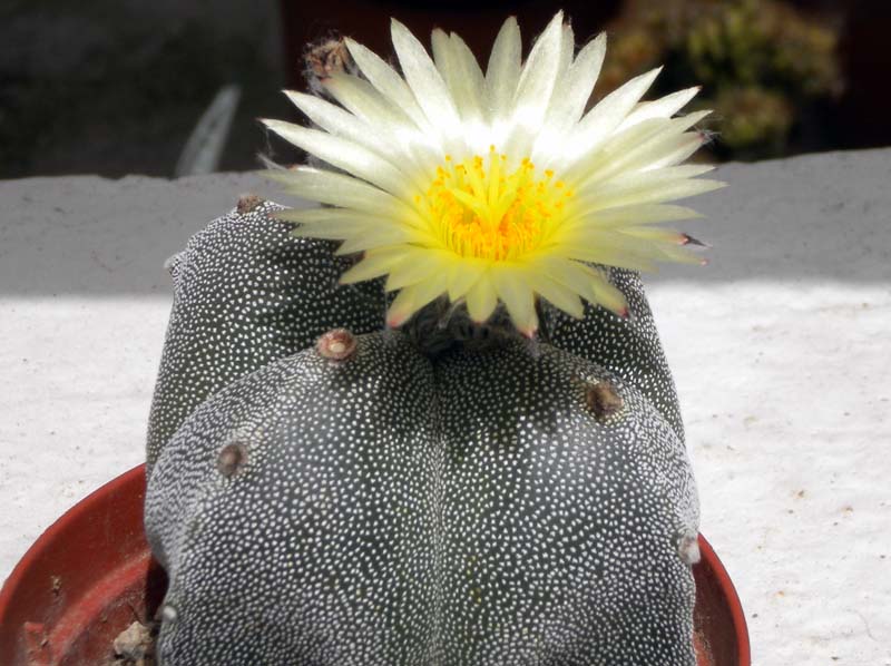 Astrophytum myriostigma f. quadricostatum 