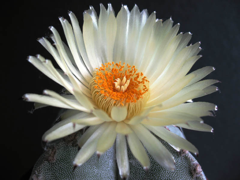 Astrophytum myriostigma f. quadricostatum 