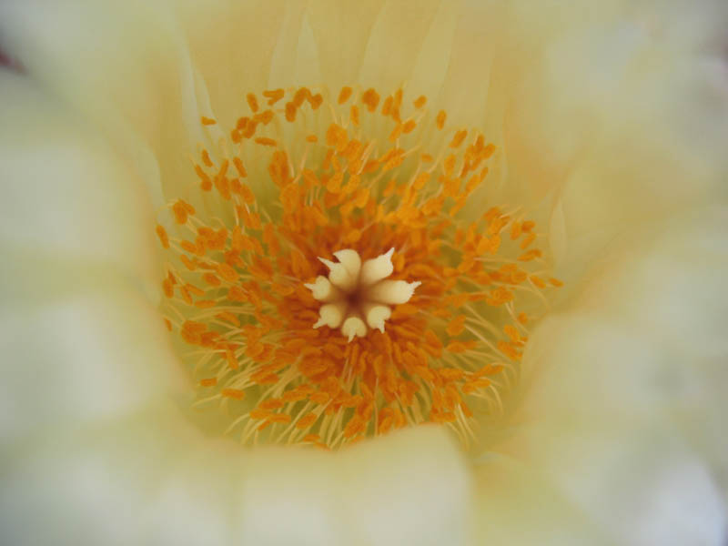 Astrophytum myriostigma f. quadricostatum 