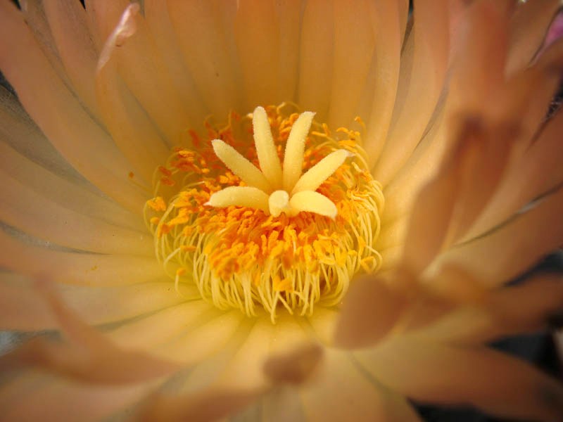 Astrophytum myriostigma f. quadricostatum 