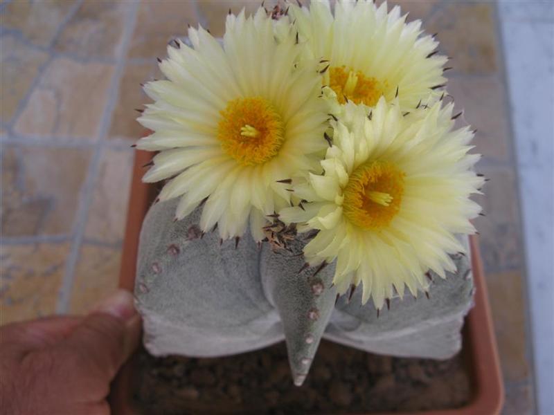 Astrophytum myriostigma f. quadricostatum 