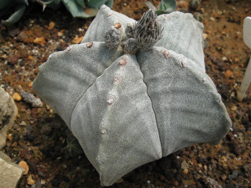 Astrophytum myriostigma v. strongylogonum 