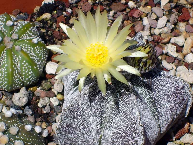 Astrophytum myriostigma v. strongylogonum 