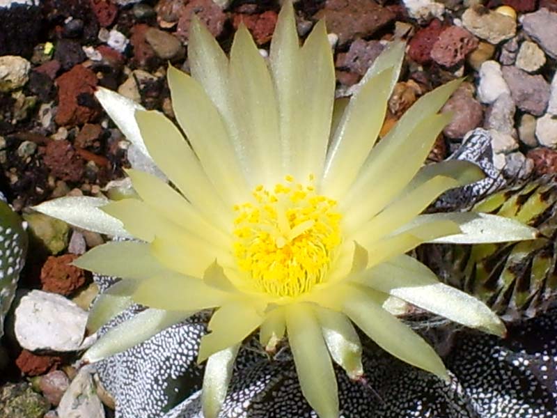 Astrophytum myriostigma v. strongylogonum 